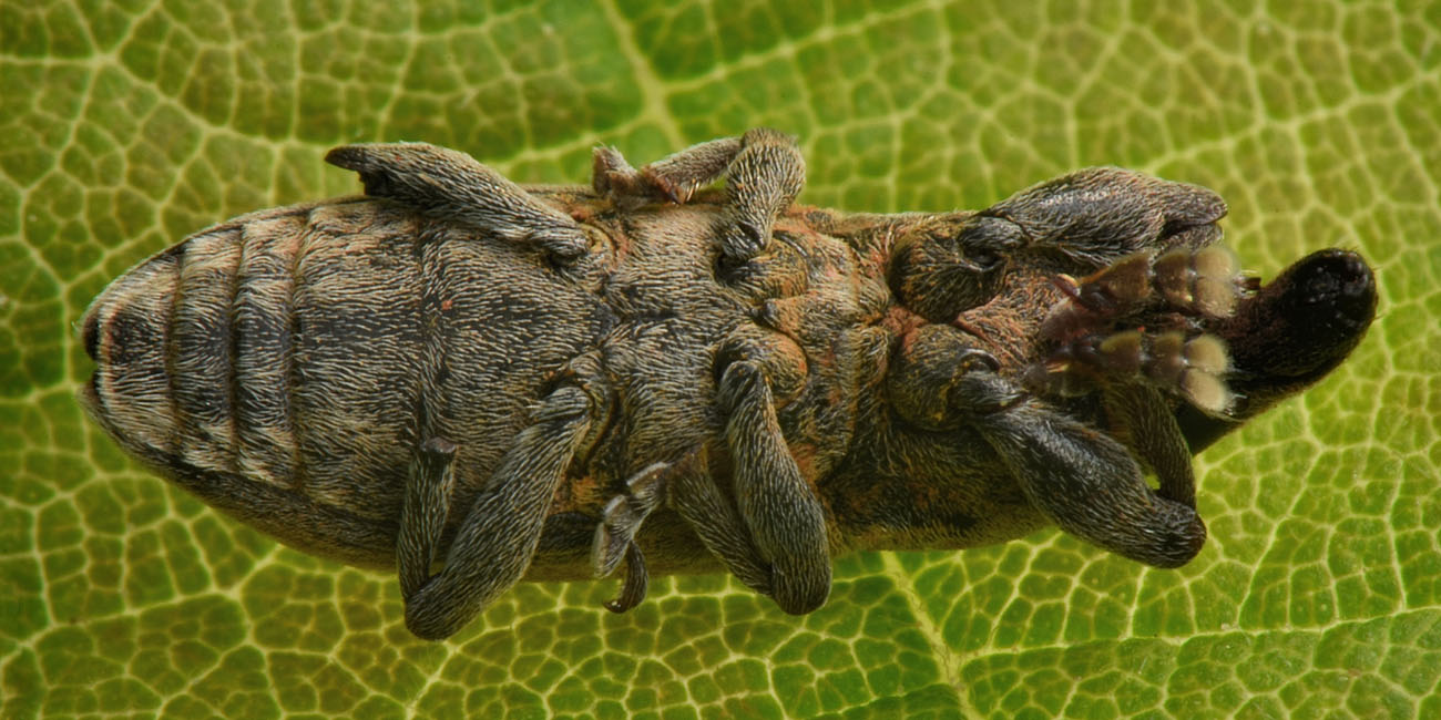 Curculionidae:  Lixus angustus?  S !